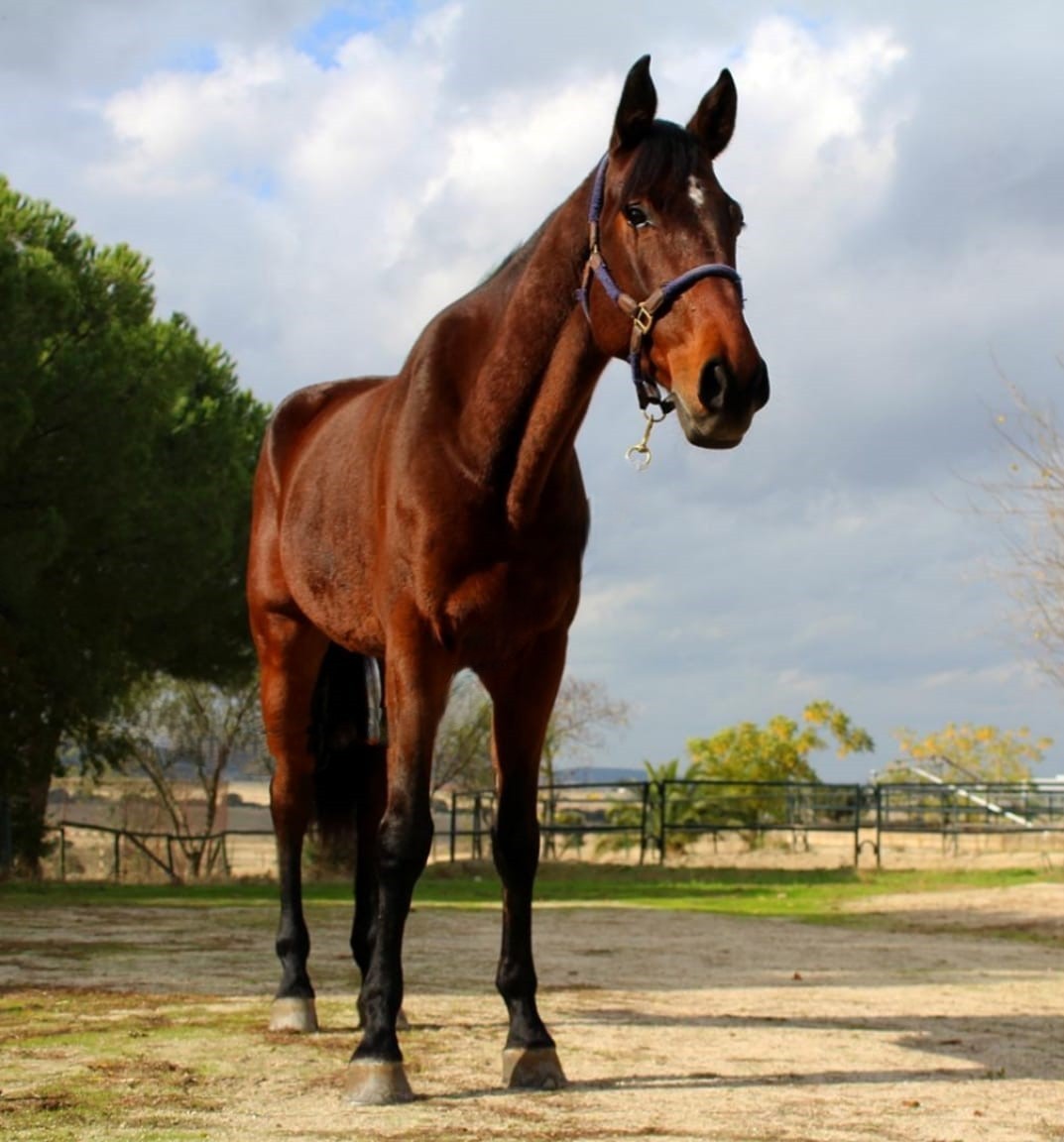 horse